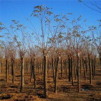 嫁接香花槐供應(yīng)商