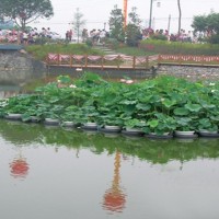 睡蓮苗，荷花苗，蘆葦苗，人工浮島，生態(tài)浮島，沉水植物