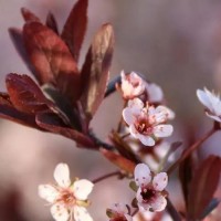 櫻花樹 海棠樹 玉蘭樹 紫葉李 造型景松