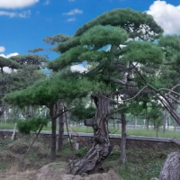 造型松 造型油松 造型黑松煤粉燃燒器