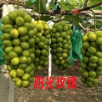 葡萄苗基地批發(fā)陽光玫瑰苗木 甜蜜藍(lán)寶石無核品種