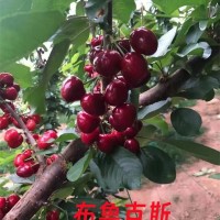 2年生布魯克斯櫻桃苗 果實(shí)汁液豐富 基地現(xiàn)挖現(xiàn)發(fā)